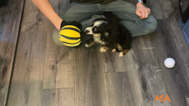 Amos sixth video