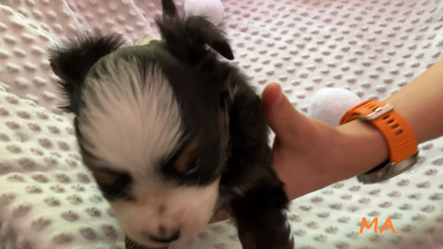 Silas third video