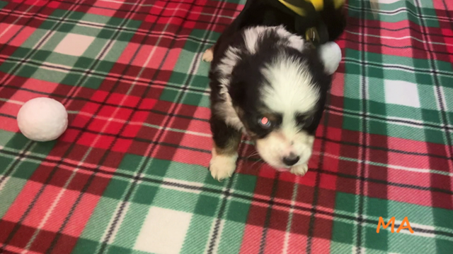 Silas fourth video