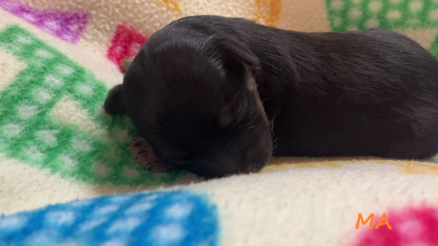 Beulah first video