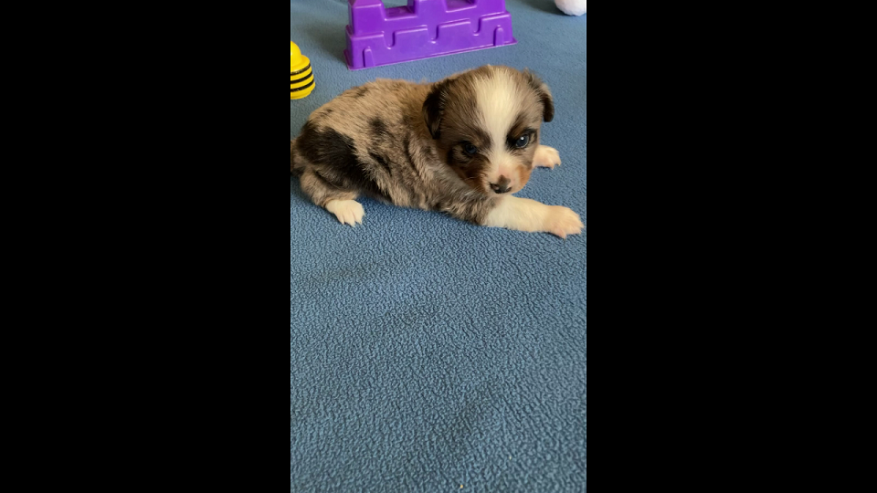 Bukki playing on a blanket