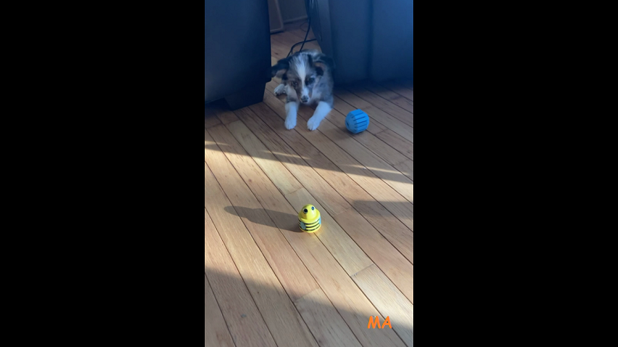 Bukki plays with toys on the wood floor