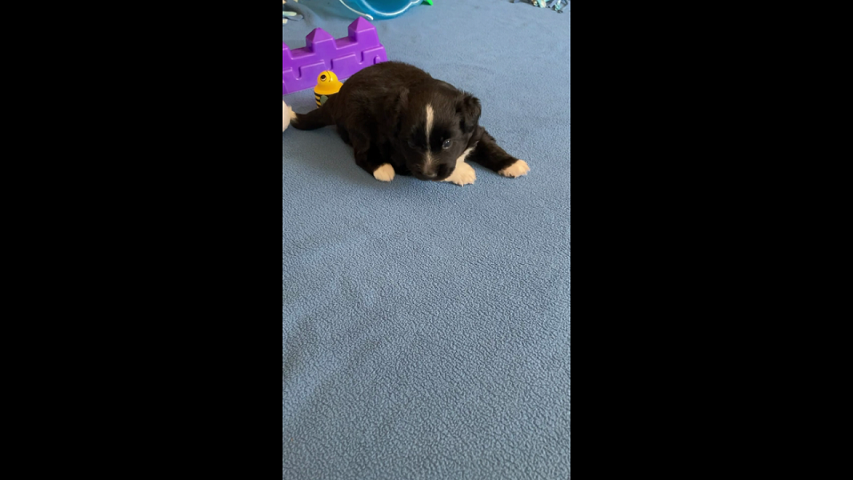 Meggido playing on a blanket