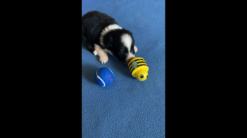 Shelomi playing on a blanket