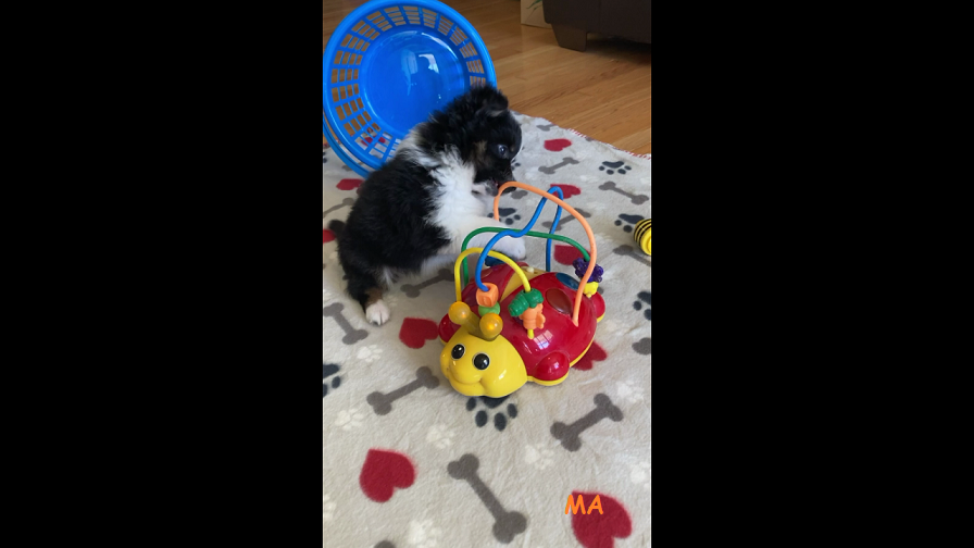 Shelomi chews on the toy